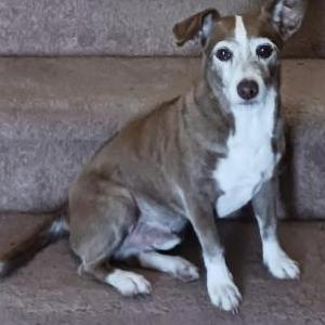 Lost Dog Peewee