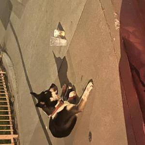 Found Dog Unknown