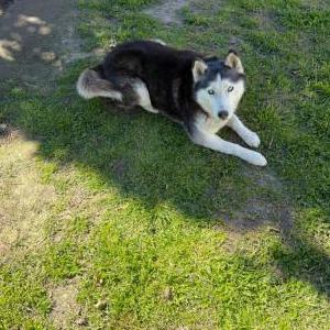 Lost Dog Paws / Rockstar