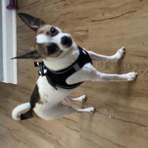 Image of Santana, Lost Dog