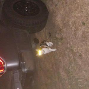 Image of Unknown, Found Cat