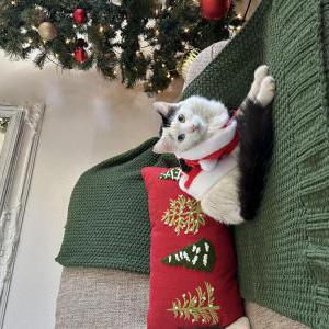 Image of Zues, Lost Cat