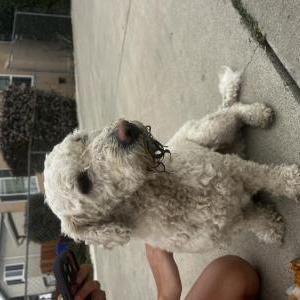 Image of Unknown, Found Dog