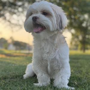 Image of Spot, Lost Dog