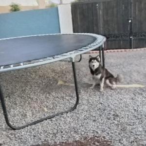 Lost Dog Snow mom's product