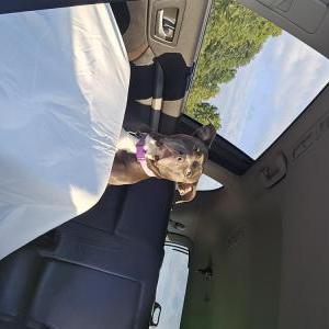 Image of Athena, Lost Dog