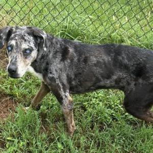 Image of Delilah, Lost Dog