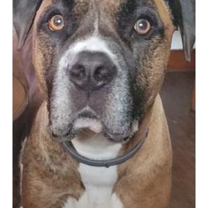 Lost Dog Buddy