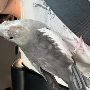 Image of Coven, Lost Bird