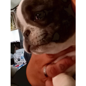 Lost Dog Petunia