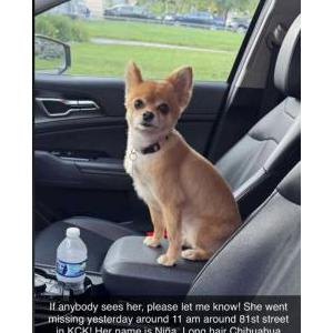 Image of Niñ, Lost Dog