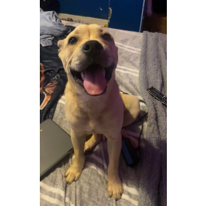 Image of Blow, Lost Dog