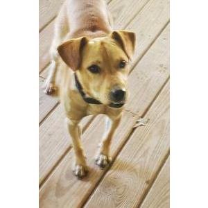 Image of unknown, Found Dog