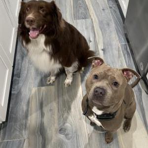 Image of Drake - Broly, Lost Dog