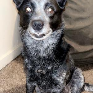 Image of Halo, Lost Dog