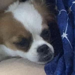 Image of Rue, Lost Dog