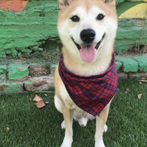 Image of Max, Lost Dog