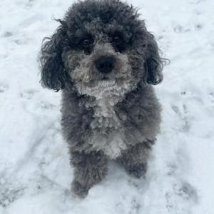 Image of Buzz, Lost Dog