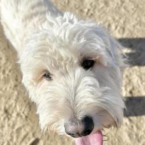 Image of Luca, Lost Dog