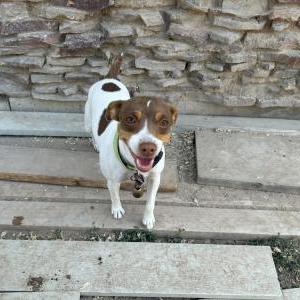 Image of Fiona, Lost Dog