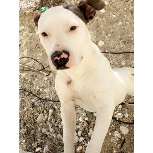 Image of Novi, Lost Dog