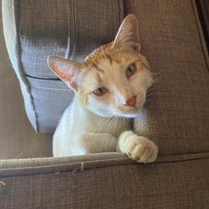 Image of Rocky, Lost Cat