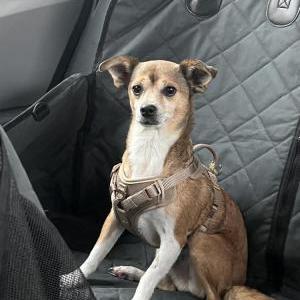 Image of Bandito, Lost Dog