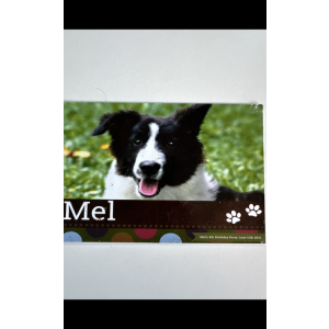 Image of Mel, Lost Dog