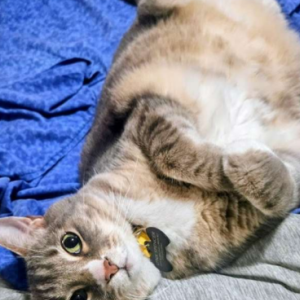 Image of Lynx, Lost Cat