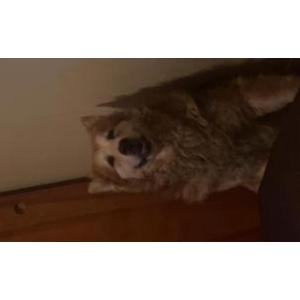 Lost Dog Fat-fat