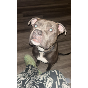 Image of King, Lost Dog