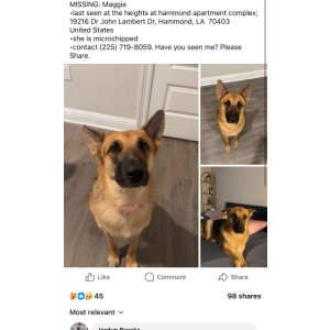 Image of Maggie, Lost Dog