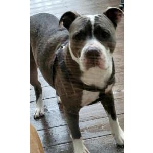 Lost Dog Meathead
