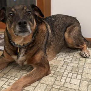 Image of Tyson, Lost Dog