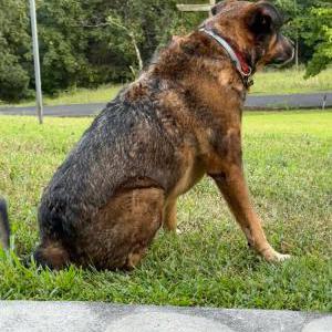 2nd Image of Tyson, Lost Dog