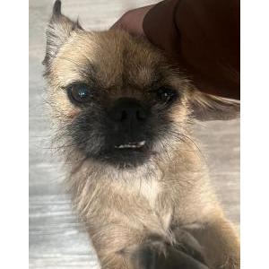 Lost Dog Gummy Bear