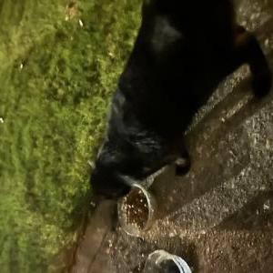 Image of Unknown, Found Cat