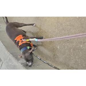 Image of Bosco, Lost Dog