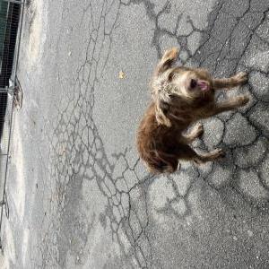 Image of Unknown, Found Dog