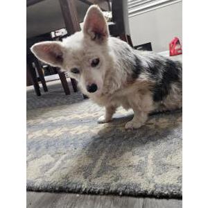 Image of Unknown, Found Dog