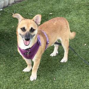 Image of KJ, Lost Dog