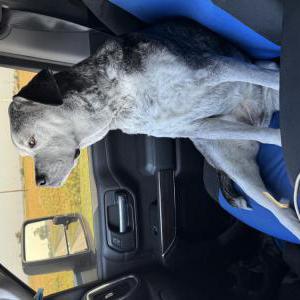 Lost Dog Liberty