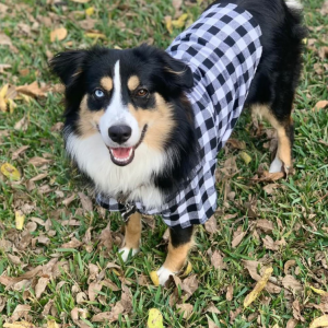 Image of Hag, Lost Dog