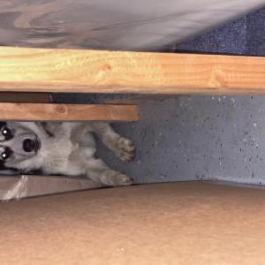 Found Dog Unknown