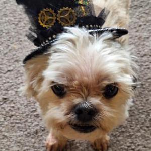 Lost Dog Jojo