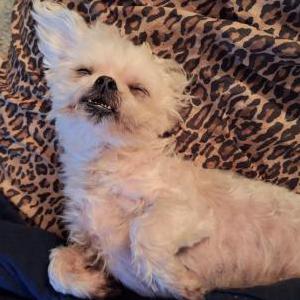 2nd Image of Jojo, Lost Dog