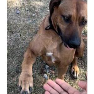 Image of Barkley, Lost Dog