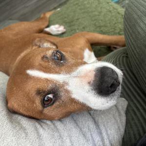 Image of Unknown, Found Dog