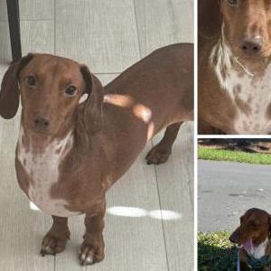 Image of Lolo Caballero, Lost Dog