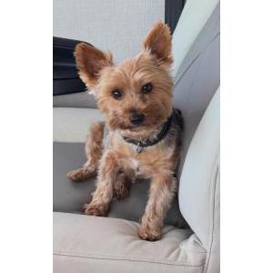 Image of JJ, Lost Dog